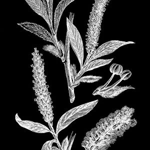 Old engraved illustration of white willow (Salix alba)