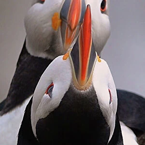 Fascinating Puffins