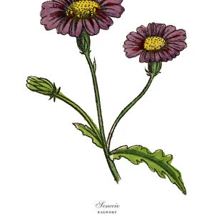 Senecio or Ragwort Plants, Victorian Botanical Illustration