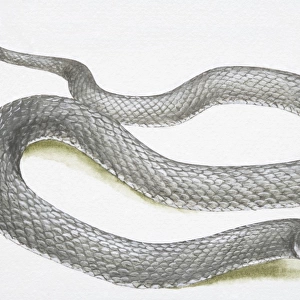 Slithering grey snake (Serpentes)