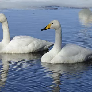 Two Whooper Swans -Cygnus cygnus-, swimming side by side, Kussharo Lake, Kawayu Onsen, Hokkaido, Japan