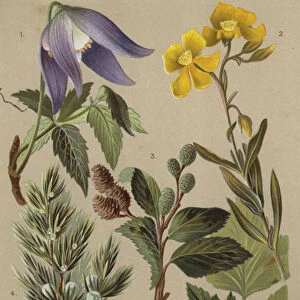 Alpine flora (chromolitho)