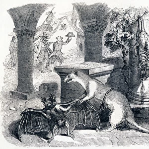 The bat and the two weasels (la chauve-souris et les deux belettes