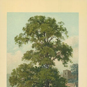 Common Elm