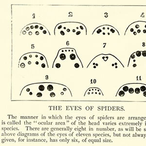 The Eyes of Spiders (engraving)
