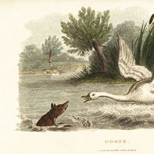 Female swan drowning a fox to protect her nest