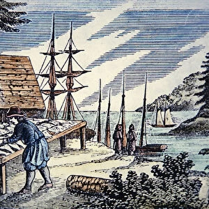 Fishermen drying cod in New England, from a 17th century woodcut (colour litho)