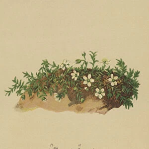 Fringed Sandwort (Arenaria ciliata) (colour litho)