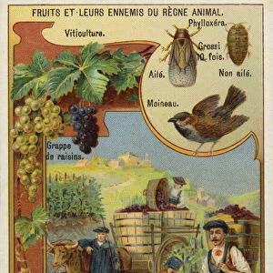 Harvesting grapes in a vineyard in France (chromolitho)