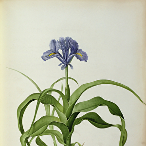 Iris Scorpioides, from Les Liliacees, 1805 (coloured engraving)