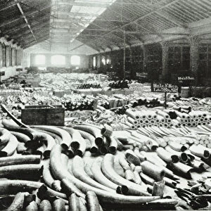 London Docks: ivory warehouse, 1895 (b / w photo)