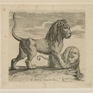 Marco, a lion in the Tower of London (engraving)