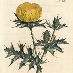 Mexican Argemone - Mexican argemone or prickly poppy, Argemone mexicana. Handcoloured copperplate engraving by Sansom after an illustration by Sydenham Edwards rom William Curtis Botanical Magazine, London, 1793
