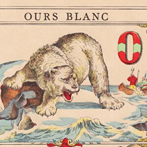 O: Polar Bear