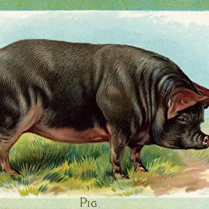 Pig (chromolitho)
