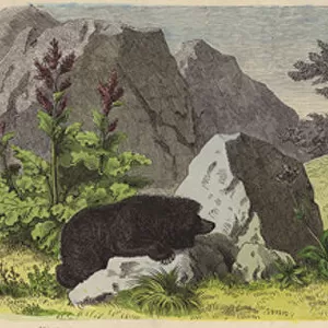 Plants and animals of the mountains of Asia (coloured engraving)