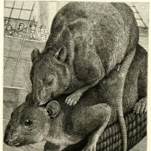 The Rat and its Burden (engraving)