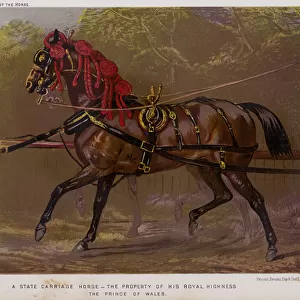 A State Carriage Horse, The Property of His Royal Highness, The Prince of Wales (colour litho)