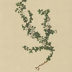 Two-flowered Sandwort (Arenaria biflora) (colour litho)