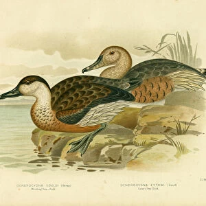 Whistling Tree Duck Or Wandering Whistling-Duck, 1891 (colour litho)