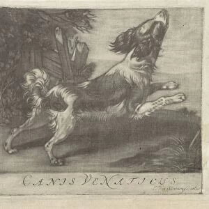 Jumping dog Canis Venaticus title object dog