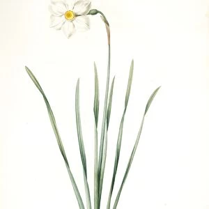 Narcissus radiatus, Narcissus Tazetta; Narcisse radie, Redoute, Pierre Joseph, 1759-1840