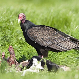 Turkey Vulture feeding on dead cow, Cathartes aura