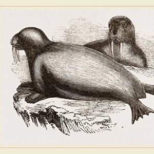 Walrus, or Morse