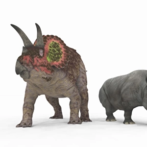 An adult Triceratops compared to a modern adult White Rhinoceros