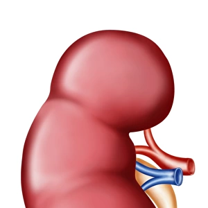 Anatomy of human kidney