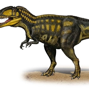 Carcharodontosaurus iguidensis, a prehistoric era dinosaur