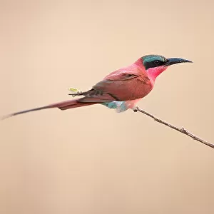 Bee Eaters Collection: Southern Carmine Bee Eater
