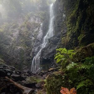 The Leaf, The Mist & The Waterfall