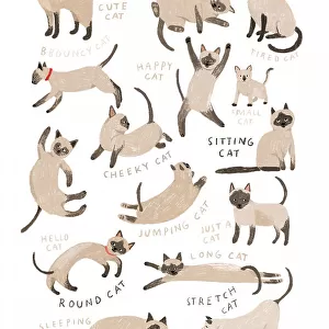 Siamese Cat Print