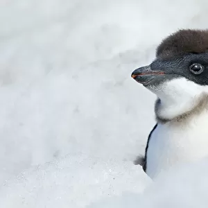 Adelie Penguin {Pygoscelis adeliae} chick beginning to moult, Antarctica