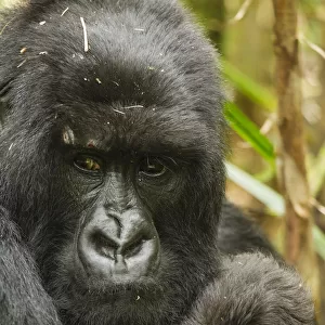Hominidae Collection: Eastern Gorilla