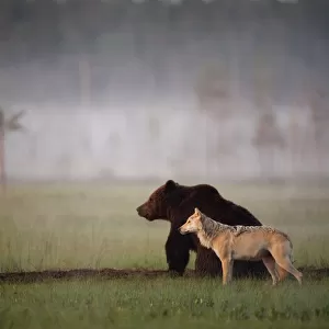 Wild Collection: Bears