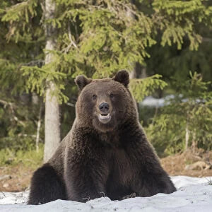 Brown bear (Ursus arctos), in snow, Finland, May