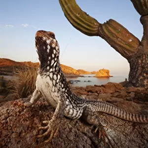 Lizards Collection: Desert Iguana