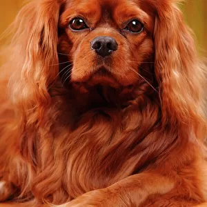 Toy Collection: Cavalier King Charles Spaniel