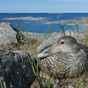 Common eider (Somateria mollissima), female on her nest with sea behind, Finland, May
