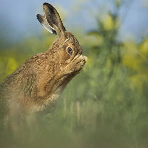 European brown hare (Lepus europaeus) adult grooming beside field of rapeseed, Hope