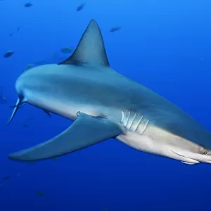 Galapagos Shark (Charcharhinus galapagensis), Roca Partida islet, Revillagigedo Archipelago