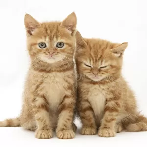 Two ginger domestic kittens (Felis catus)