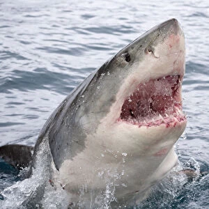 Great white shark (Carcharodon carcharias) breaking surface with mouth open. Guadalupe Island