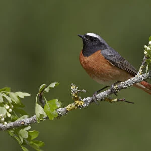 Male Redstart (Phoenicurus phoenicurus), perched on branch of flowering Hawthorn
