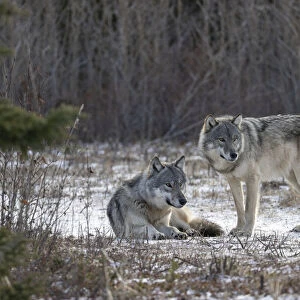 Matriarch Timber wolf (Canis lupus lycaon) sitting next to alpha male standing in snow. Hudson Bay, Manitoba, Canada