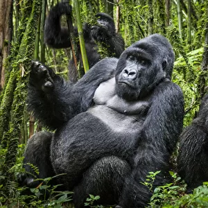 Mountain gorillas (Gorilla beringei) silverback with others, Agashya Group (Former