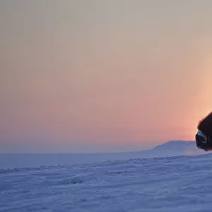 Musk ox (Ovibos moschatus) at sunset, Wrangel Island, Far Eastern Russia