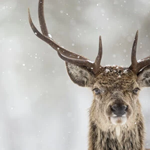 Red deer (Cervus elaphus) stag close up in the snow, Scotland, March